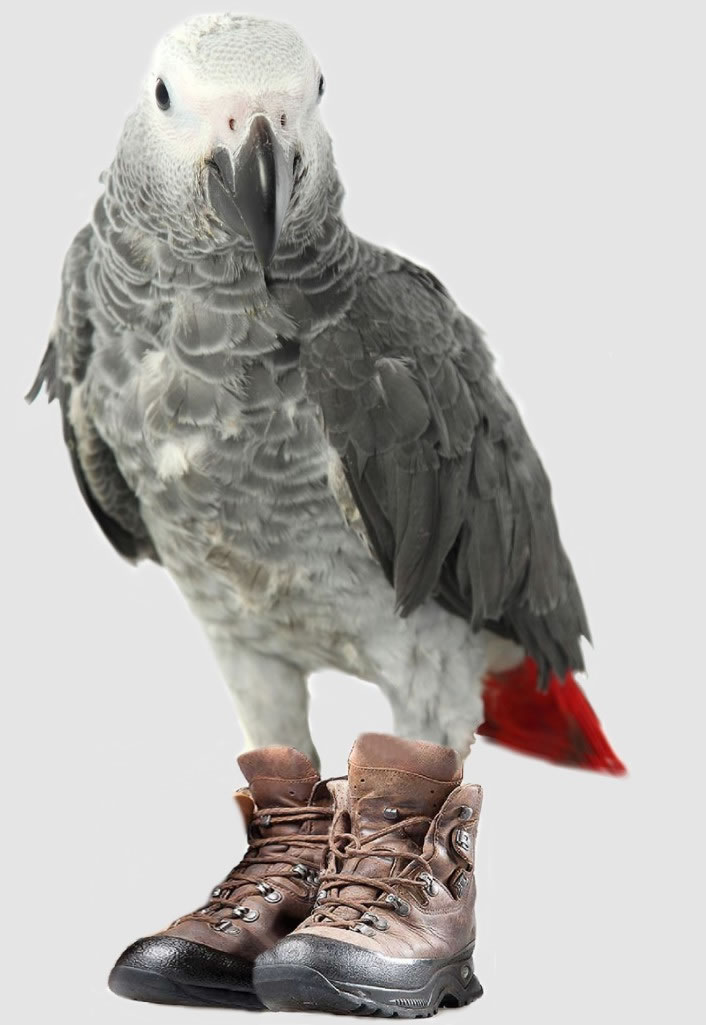 vogel foto: wandelschoenen